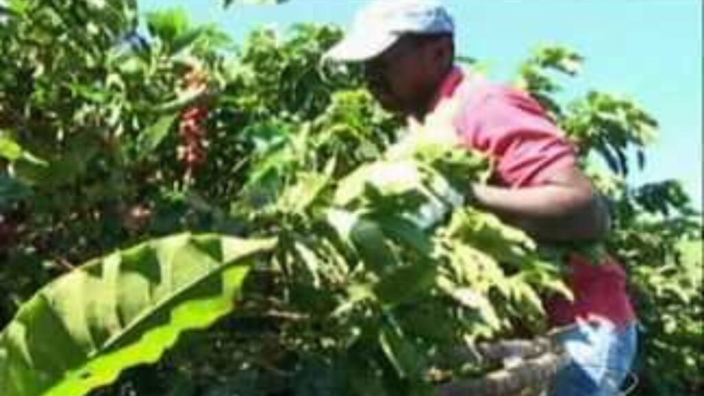  Agricultor recordista na colheita de café no ES  